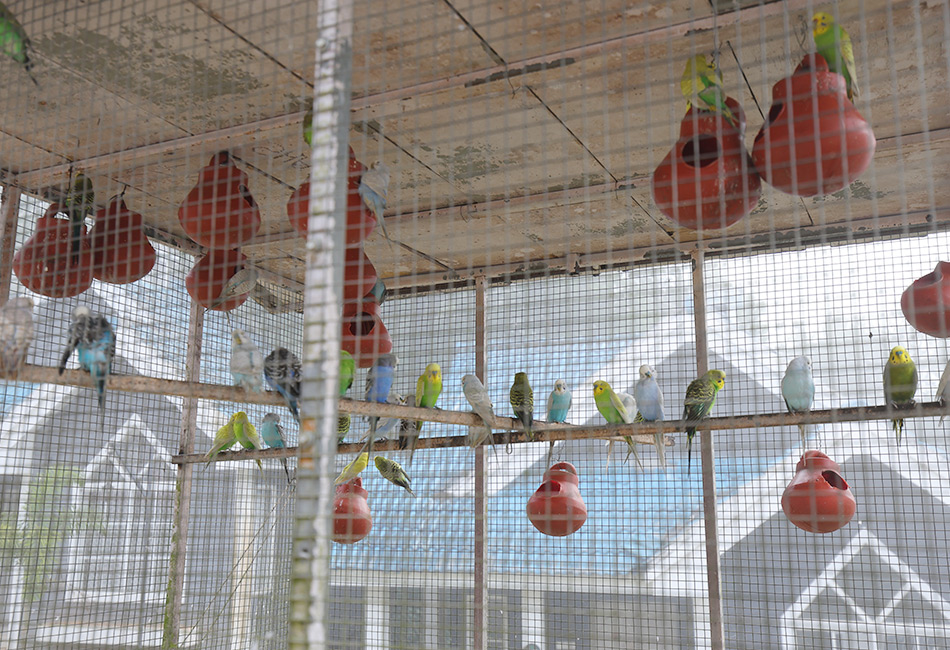 Love Birds in Kallat British Resort